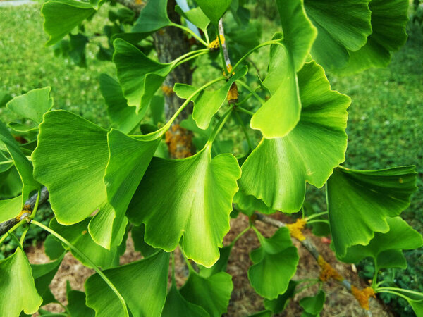 гинкго билоба дерево в ботаническом саду