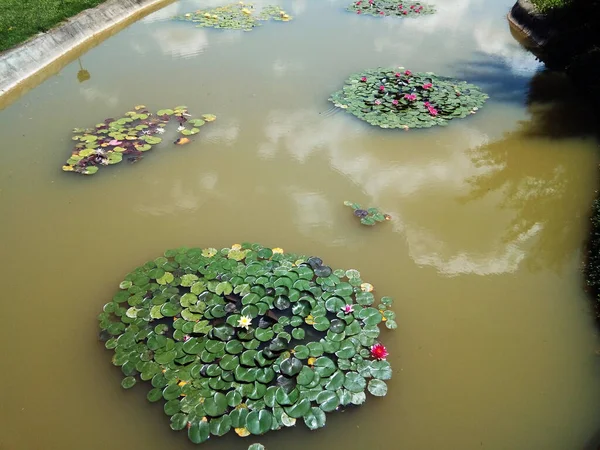 Seerosen Und Blätter Auf Dem Wasser — Stockfoto