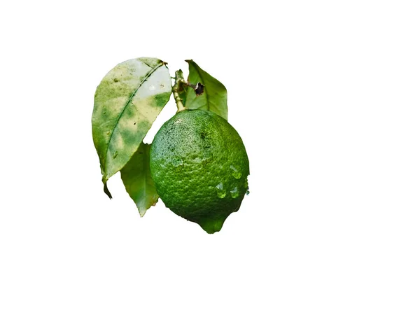 Green Lemon Tree — Stock Photo, Image