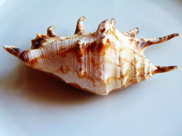 Sea Shell Isolated White — Stock Photo, Image