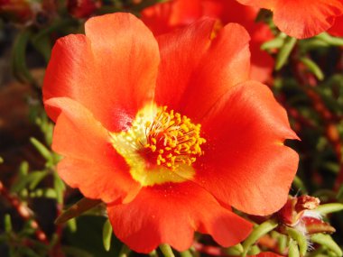 Bahçedeki çiçekler - Denizciler