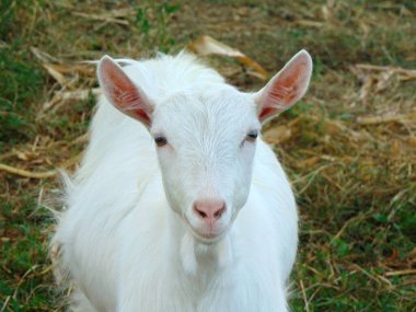 Maramures 'daki çiftlikte beyaz keçi