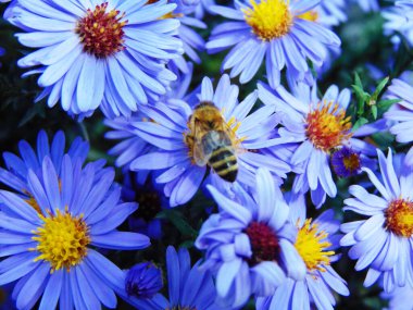 Romanya 'da mavi çiçeklerdeki arılar