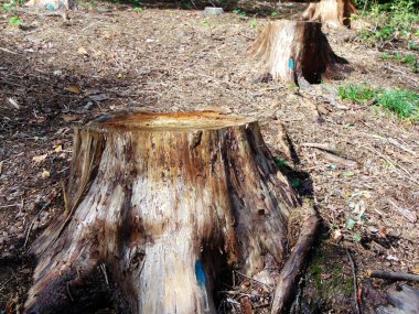 Ormandaki ağaçları kesin.
