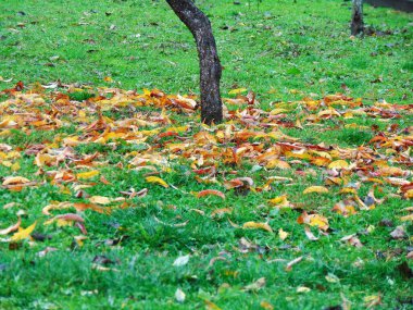 Çimlerin üzerinde sonbahar yaprakları