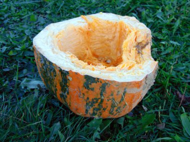 çiftlikteki tarlada kabaklar