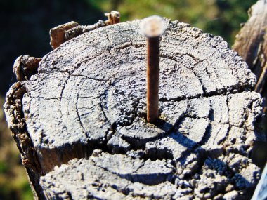 Ağaç gövdesindeki çiviler
