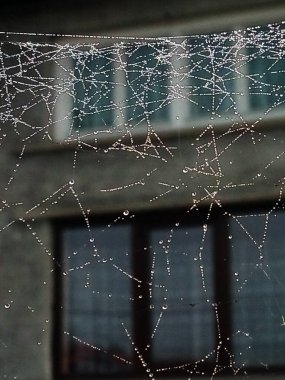 Bir Maramures ilçesinde örümcek ağı