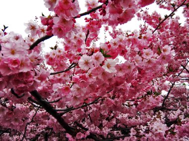 Baia Mare 'de güzel bir çiçek ağacı