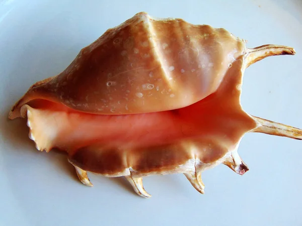 Coquille Isolée Sur Blanc — Photo