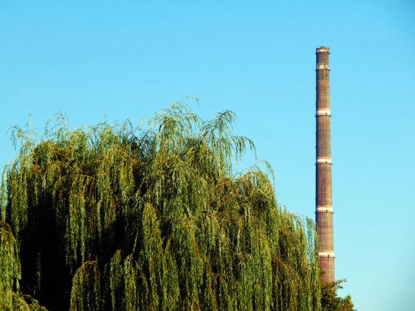 Weidenbaum Baia Mare — Stockfoto