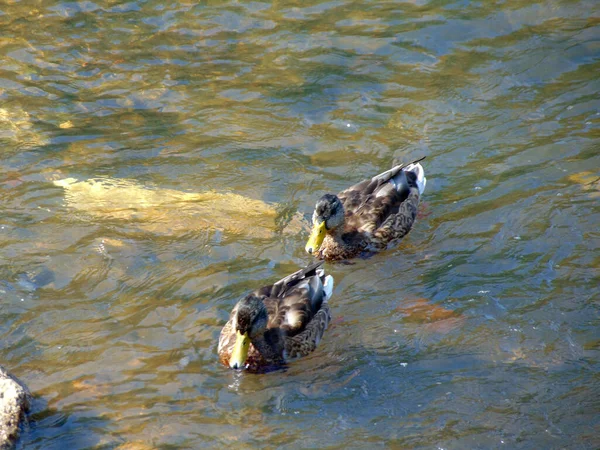 Enten Auf Dem Fluss Baia Mare — Stockfoto