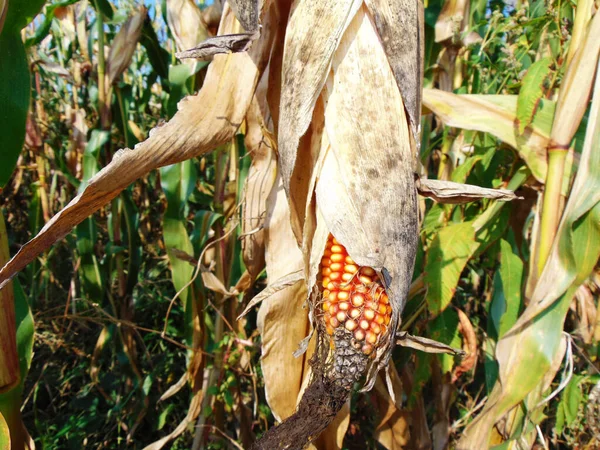 Corn Farm Maramures Romania — Stock Photo, Image