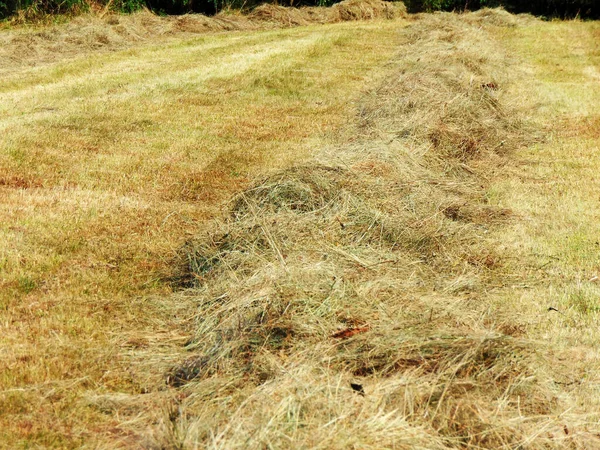 Hay Field Maramures — Stock Photo, Image