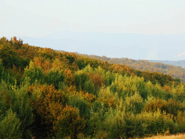 Maramures县秋天的森林 — 图库照片