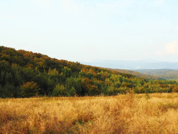 Ліс Осінню Окрузі Марамур — стокове фото