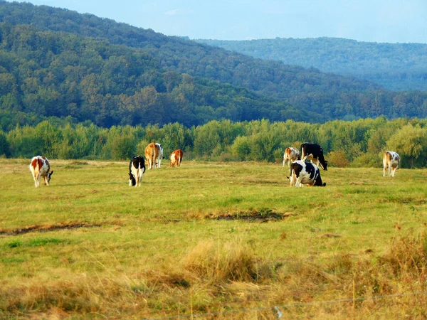 Kühe Auf Dem Feld Rumänien — Stockfoto