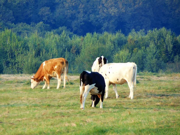 Vacas Campo Rumanía —  Fotos de Stock