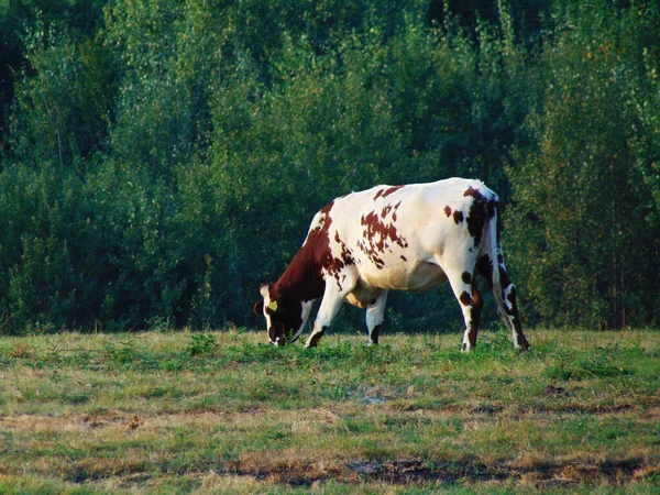 Tehén Romániai Mezőn — Stock Fotó