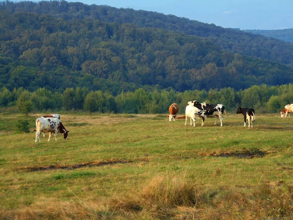 Kühe Auf Dem Feld Rumänien — Stockfoto