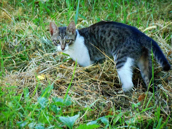 Katze Auf Dem Gras Maramures — Stockfoto
