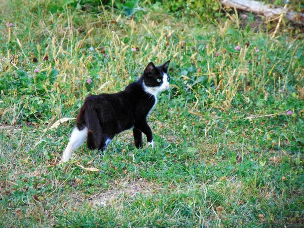 Katze Auf Dem Gras Maramures — Stockfoto