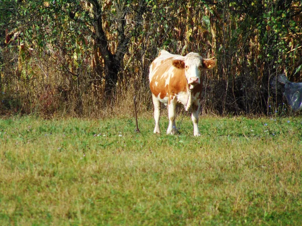 Kuh Auf Dem Feld Maramures — Stockfoto