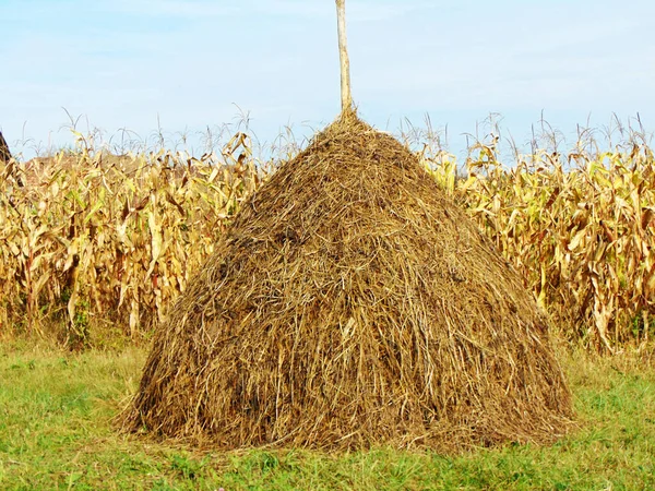 Szénakazal Maramures Gazdaságban — Stock Fotó