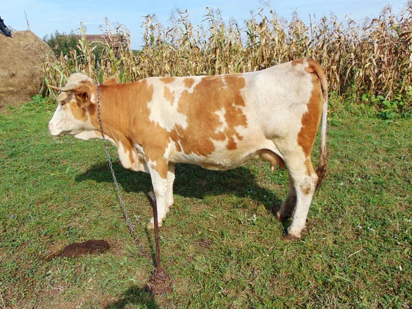 Vache Ferme Maramures Roumanie — Photo