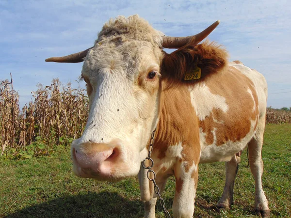 Vache Ferme Maramures Roumanie — Photo