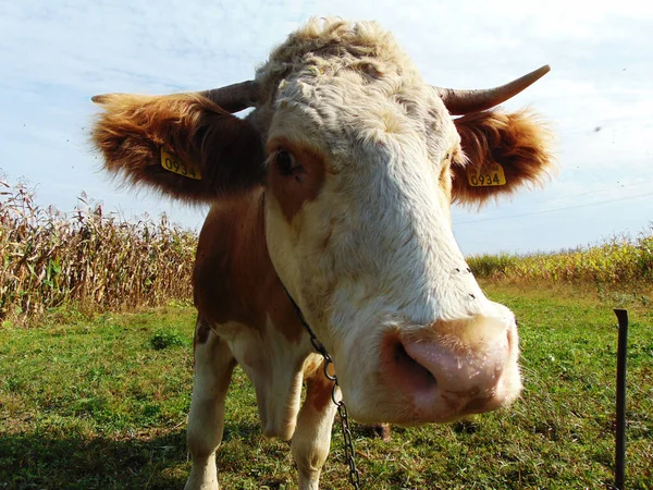 Vaca Granja Maramures Rumania —  Fotos de Stock