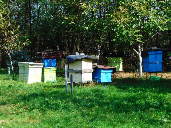 Ruches Abeilles Été Roumanie — Photo