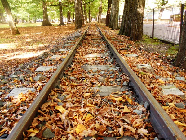 Залізниця Восени Марамури Румунія — стокове фото