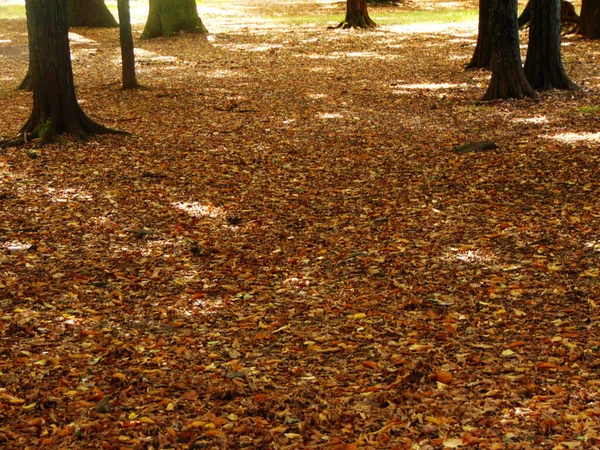 Herfstbladeren Het Park — Stockfoto