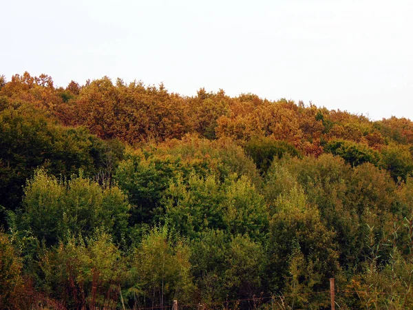 Ostružiny Plody Lese — Stock fotografie