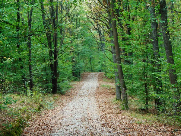Yazın ormanda yol.