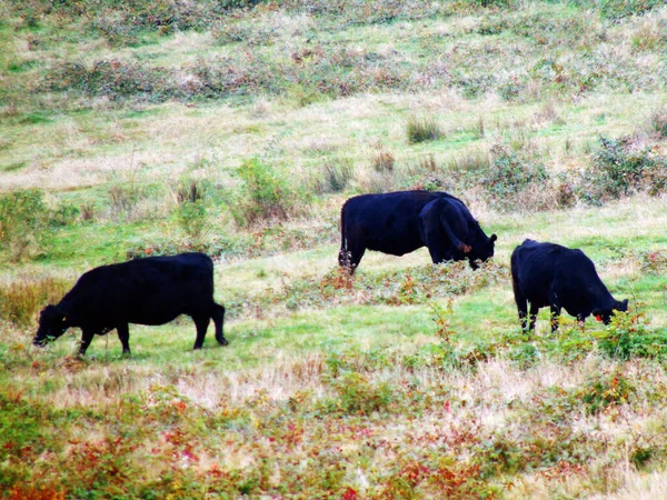 Vacas Angus Campo — Fotografia de Stock