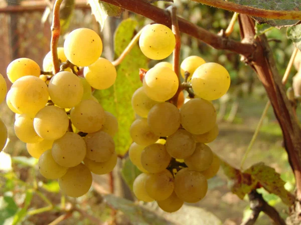 Uvas Amarelas Condado Maramures — Fotografia de Stock