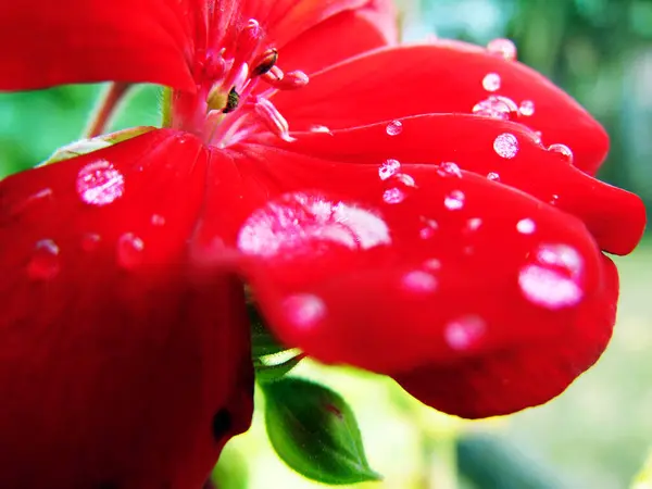 Regendruppels Bloem Natuur — Stockfoto