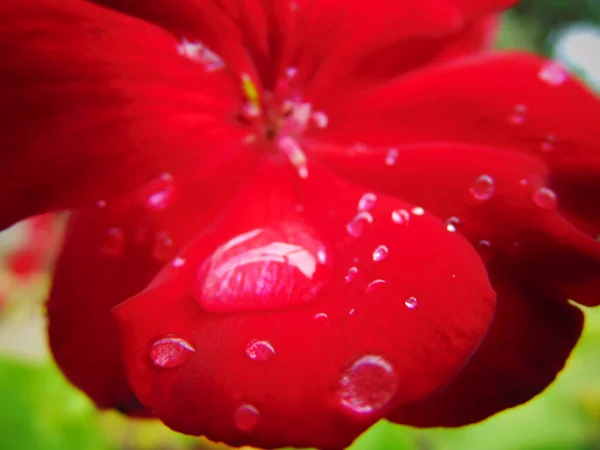 Raindrops Flower Nature — Stock Photo, Image