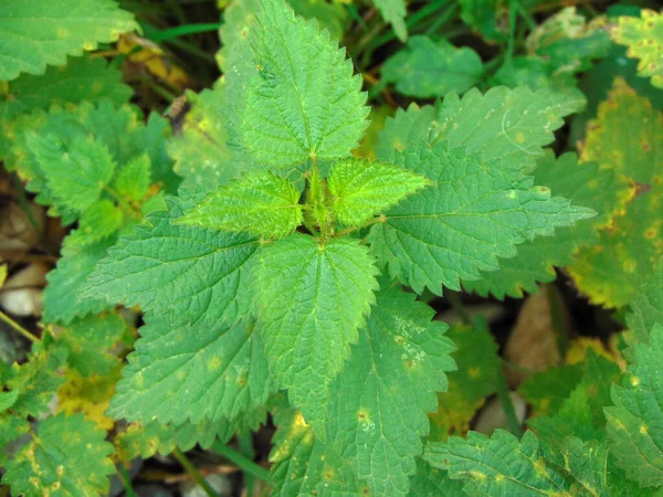 Nettle Garden Maramures — Stock Photo, Image