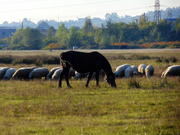 Schafe Und Ein Pferd Auf Dem Feld — Stockfoto