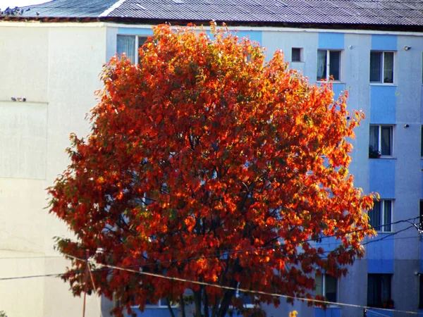 Дерево Осенью Baia Mare — стоковое фото
