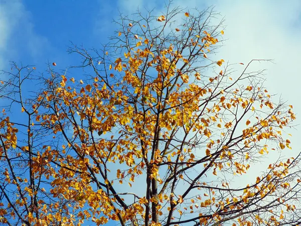 Осеннее Дерево Округе Марамурес — стоковое фото