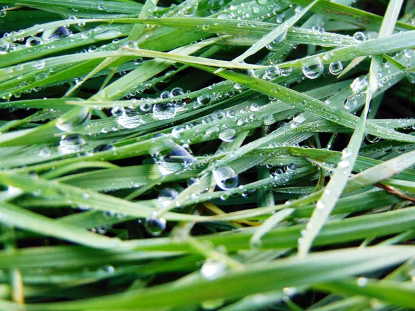 Krople Deszczu Trawie Makro — Zdjęcie stockowe