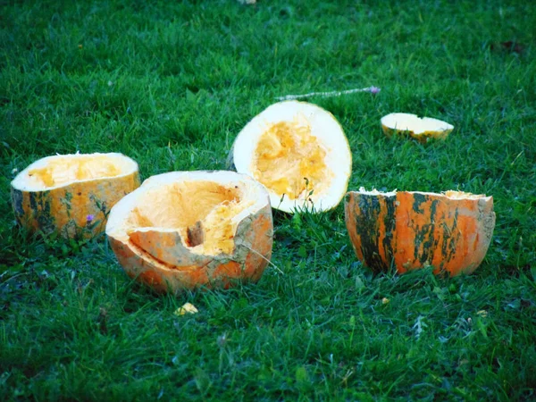 Pumpkins Field Farm — Stock Photo, Image