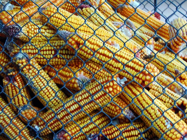 Kukorica Gazdaságban Maramures Megyében — Stock Fotó