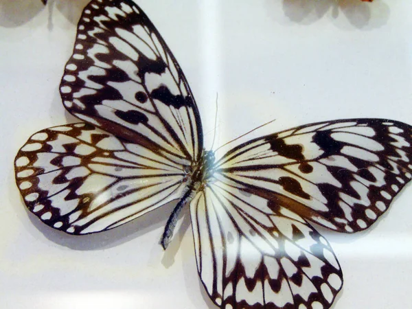 Kelebek Beyaz Arkaplanda Izole — Stok fotoğraf