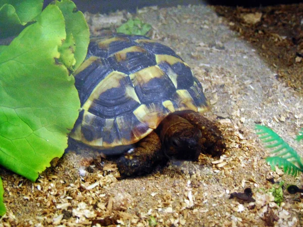 Schildkröte Käfig Tier — Stockfoto
