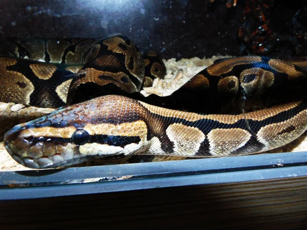 Reticulated Python Snake Closeup View — стоковое фото